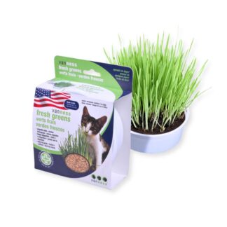Oat Grass Garden Kit